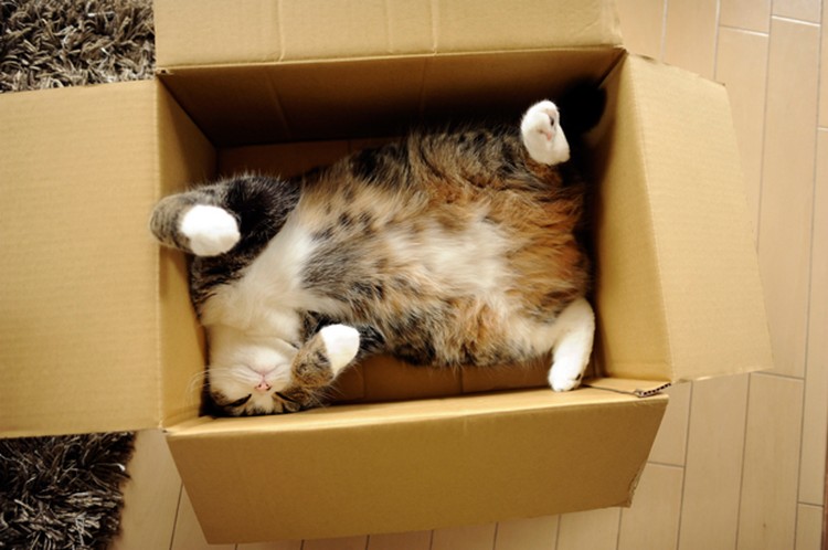Почему кошки любят прятаться в коробках?