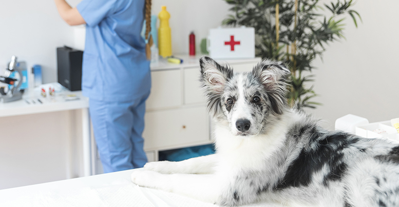Какие прививки нужно делать собакам и в каком возрасте?